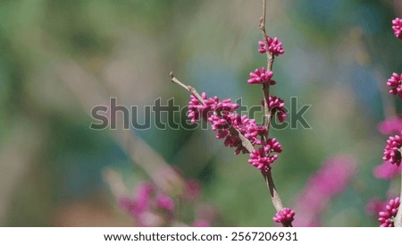 Similar – Foto Bild Magnolienbaum im Frühling