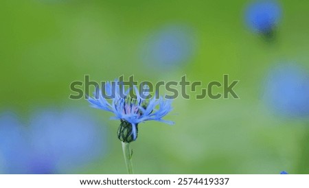 Similar – Image, Stock Photo Cornflowers in the cornfield