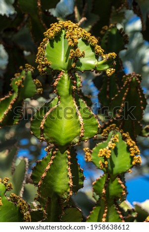 Candelabras Stock Photos Stock Images And Vectors Stockfresh