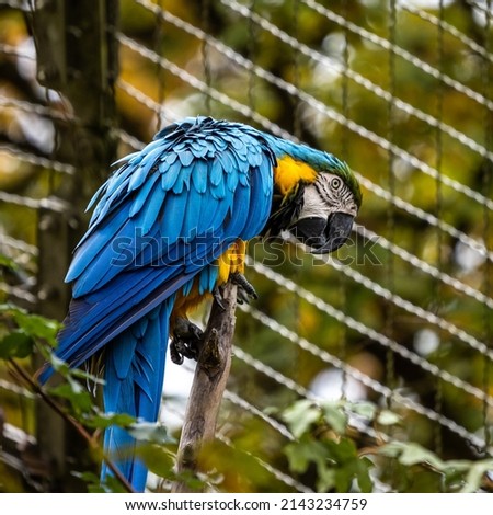 The Blue-and-yellow Macaw, Ara ararauna also known as the blue-and-gold macaw, is a large South American parrot with mostly blue top parts and light orange underparts Foto d'archivio © 