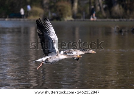 Similar – Image, Stock Photo A greylag goose at a lake in the Odenwald