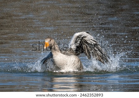 Similar – Image, Stock Photo A greylag goose at a lake in the Odenwald