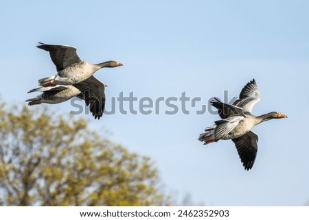 Similar – Image, Stock Photo A greylag goose at a lake in the Odenwald