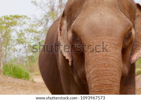 Elephant looking straight into Laos eyes near Tad Lo in the Bolovans plateau Imagine de stoc © 