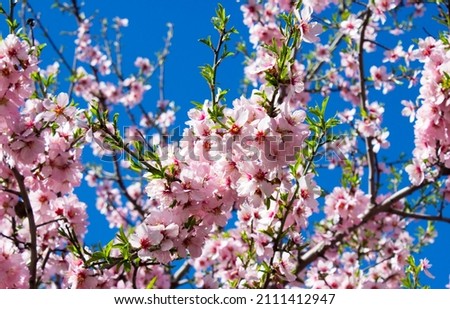 Similar – Image, Stock Photo beautiful almond tree flowers at sunset. Nobody, nature and spring concept