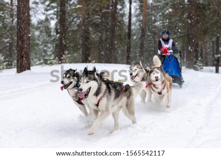 Similar – Image, Stock Photo Dogs Pulling Sled in Norwegian Forest