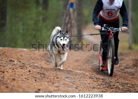 Similar – Foto Bild Fahrradjöring Hund. Huskyschlittenhunde ziehen mit seinem besten Freund ein Fahrrad.