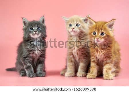 Shutterstock Puzzlepix