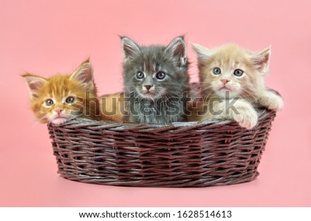 Shutterstock Puzzlepix