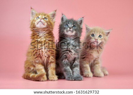 Shutterstock Puzzlepix