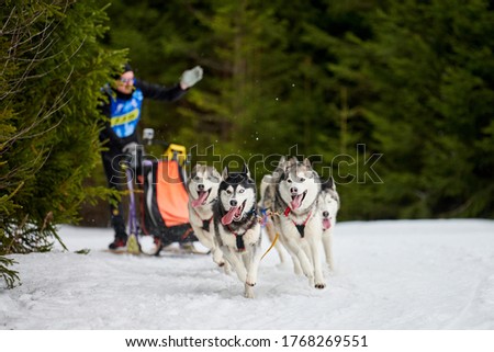 Similar – Image, Stock Photo Dogs Pulling Sled in Norwegian Forest