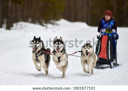 Similar – Image, Stock Photo Dogs Pulling Sled in Norwegian Forest