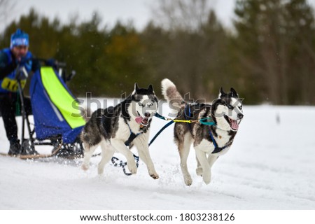 Similar – Image, Stock Photo Dogs Pulling Sled in Norwegian Forest