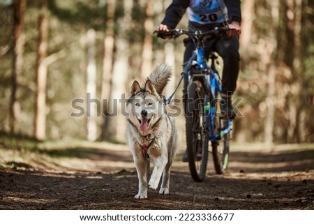 Similar – Foto Bild Fahrradjöring Hund. Huskyschlittenhunde ziehen mit seinem besten Freund ein Fahrrad.