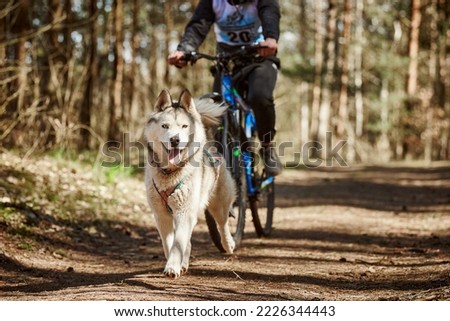 Foto Bild Fahrradjöring Hund. Huskyschlittenhunde ziehen mit seinem besten Freund ein Fahrrad.