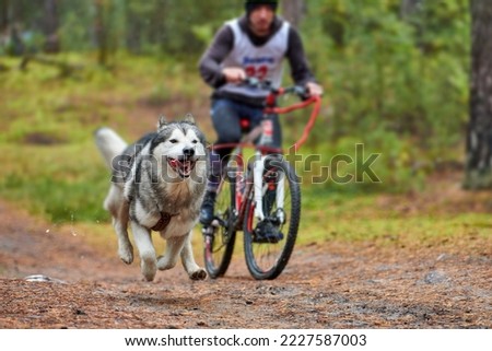 Similar – Foto Bild Fahrradjöring Hund. Huskyschlittenhunde ziehen mit seinem besten Freund ein Fahrrad.