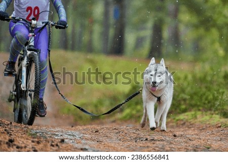 Similar – Foto Bild Fahrradjöring Hund. Huskyschlittenhunde ziehen mit seinem besten Freund ein Fahrrad.