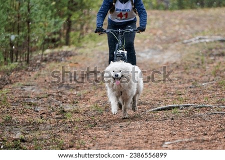 Similar – Foto Bild Fahrradjöring Hund. Huskyschlittenhunde ziehen mit seinem besten Freund ein Fahrrad.