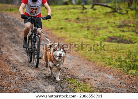 Similar – Foto Bild Fahrradjöring Hund. Huskyschlittenhunde ziehen mit seinem besten Freund ein Fahrrad.