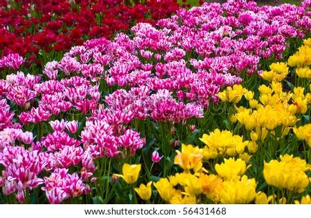 Colorful spring flowers and blossom in dutch spring garden 'Keukenhof' in Holland