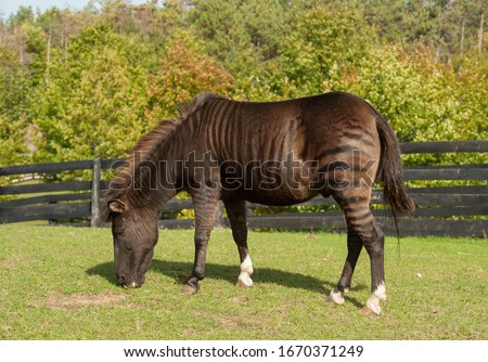 stock-photo-zorse-equus-zebra-x-equus-ca