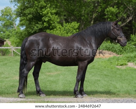 Similar – Image, Stock Photo Horses stand in the paddock in the evening and wait