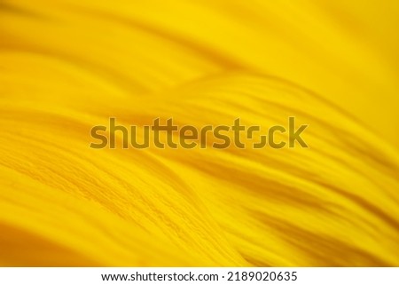 Similar – Image, Stock Photo orange petals detail of a chrysanthemum