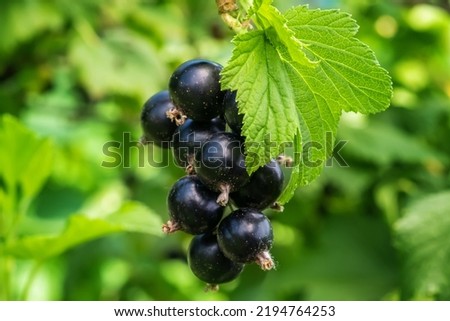 Similar – Image, Stock Photo Ripe black currants hanging on the bush