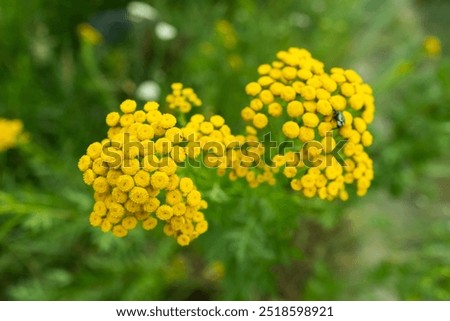 Similar – Image, Stock Photo Flowering field with tansy and various flowering plants as an insect paradise, in the background an old building and trees