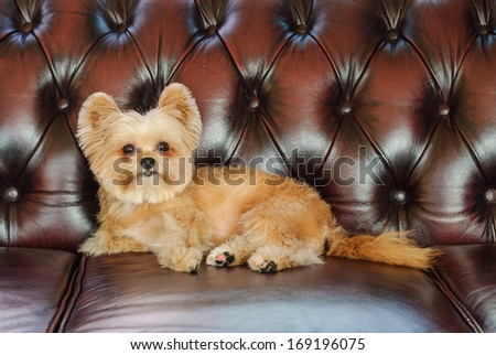 attractive mixed-breed dog laying down on elegant vintage sofa