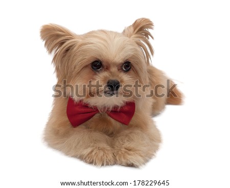 cute mixed breed dog with red bow tie looking  isolated in white background with clipping path