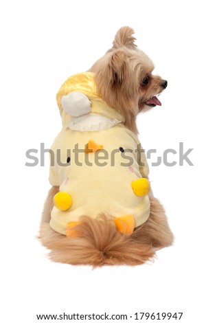 cute mixed breed dog in fancy dress isolated in white background with clipping path
