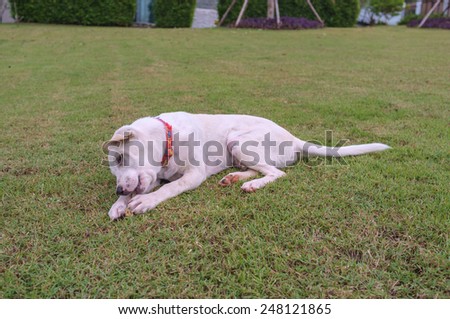 cute white dog playing with bone in the garden