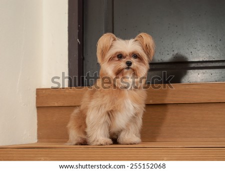 cute dog waiting in front of the door