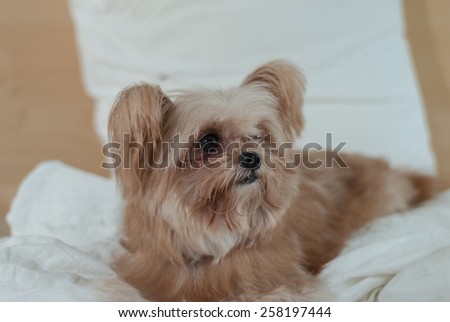 cute mixed breed dog laying down in bed