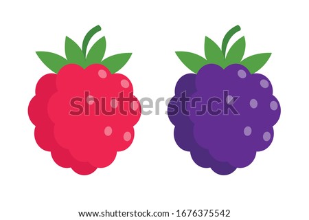 Raspberry and blackberry in flat cartoon simple style isolated on white 