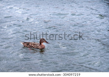 Wet duck swims in the water.