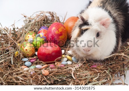 Easter decorative chocolate and chicken eggs in the nest with guinea pig.
