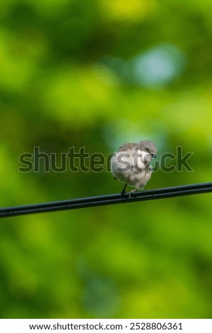 Similar – Image, Stock Photo Spotted Flycatcher Portrait