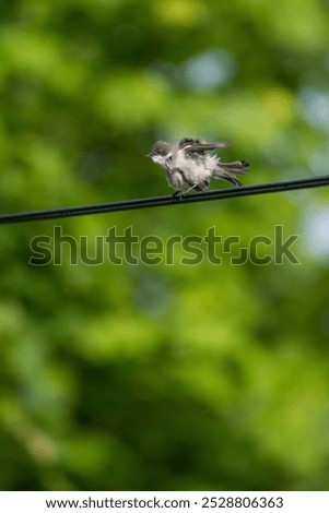 Similar – Image, Stock Photo Spotted Flycatcher Portrait