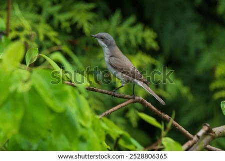 Similar – Image, Stock Photo Spotted Flycatcher Portrait