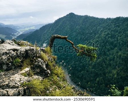 Similar – Foto Bild Drei alte Kiefern im Sonnenschein auf dem Gipfel des Tönsberg am Hermannsweg in Oerlinghausen bei Bielefeld im Teutoburger Wald in Ostwestfalen-Lippe