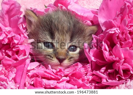 Cute baby tabby kitten sitting in flowers. Flowers peonies. Peony petals.