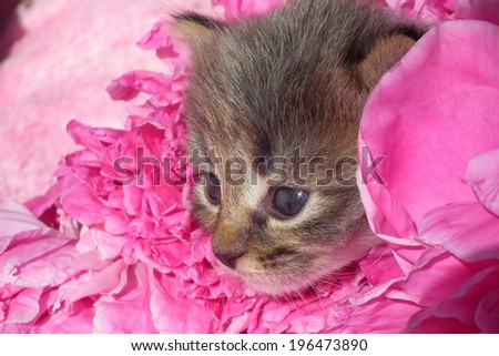 Adorable baby kitten with pink peonies petals.