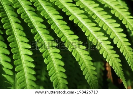 Green leaves of fern. Details of fern leaves.
