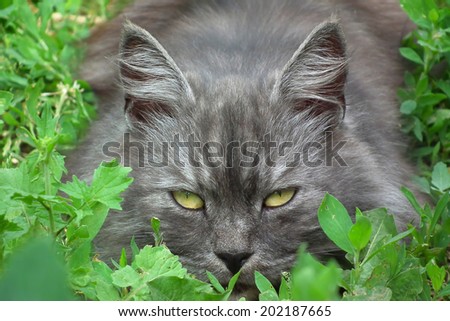 Siberian cat. Gray cat.