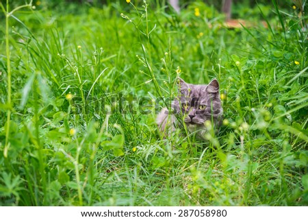 Siberian cat. Gray cat. Cat hiding in green grass.