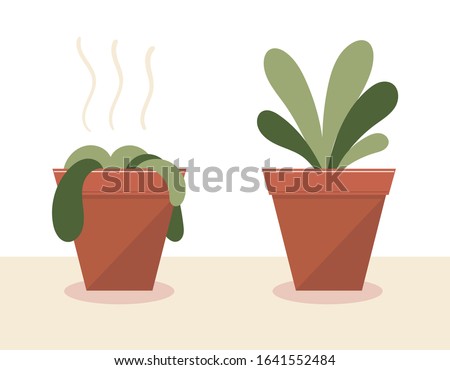 A wilted plant in a pot.The plant came to life.Before and after watering and care.The result of the fertilizer.Flat vector stock illustration