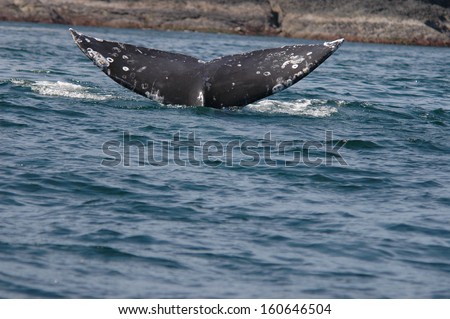 black humpback whale tale in the sea
