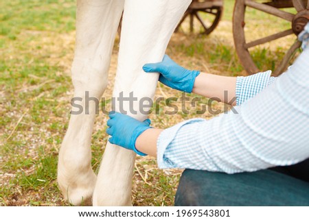 A young beautiful female vet inspects a white horse. Love, medicine, pet care, trust, happiness, health. Damage to the leg, knee, sprain. Pain, suffering an old horse. lameness. ranch Photo stock © 